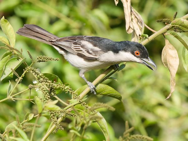 <h3><a href="/trips/gambia/biota/animalia/chordata/aves/040 passeriformes/036 malaconotidae/dryoscopus gambensis/dryoscopus gambensis-nl.html">Dryoscopus&nbsp;gambensis</a> / Northern&nbsp;puffback / Gambiapoederdonsklauwier</h3>OM-1 Mark II met OLYMPUS M.150-400mm F4.5, 1/2000 sec  bij F7.1, ISO 3200, afstand 10.5&nbsp;m